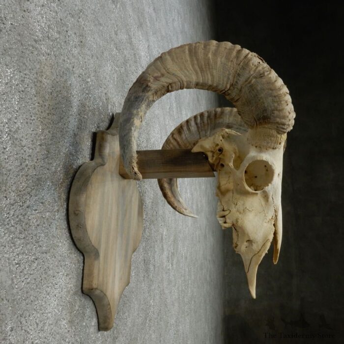 CORSICAN RAM SKULL EUROPEAN MOUNT FOR SALE