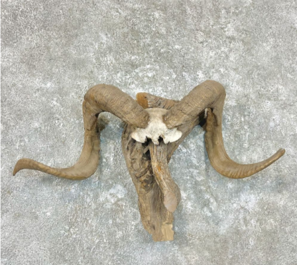 CORSICAN RAM HORN TAXIDERMY MOUNT FOR SALE