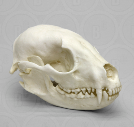 Raccoon Skull