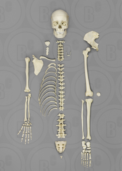 Human Female European Half Skeleton