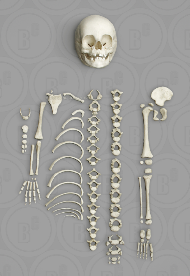 Human 14 to 16-month-old Child Half Skeleton