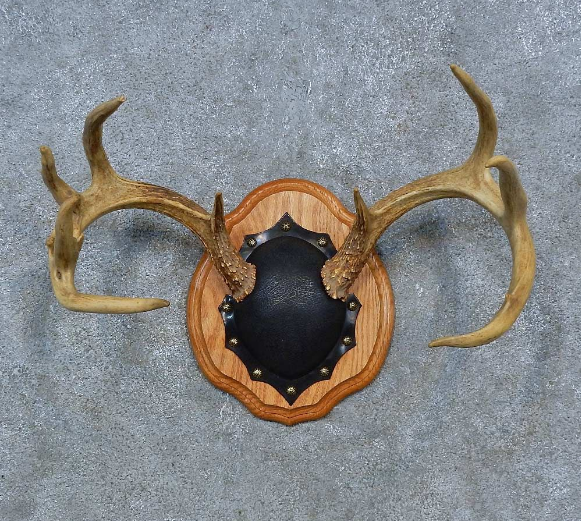 Whitetail Deer antler plaque taxidermy mount