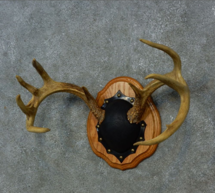 Whitetail Deer antler plaque taxidermy mount