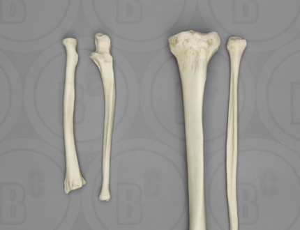 Human Male European Comparative Set Radius Ulna Tibia Fibula