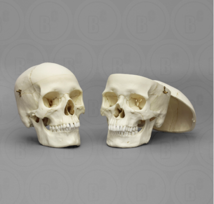 Human Female and Male European Calvarium Cut Skulls Comparison Set