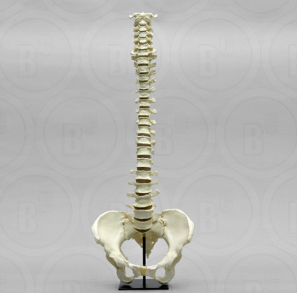 Human Female Vertebral Column with Pelvis