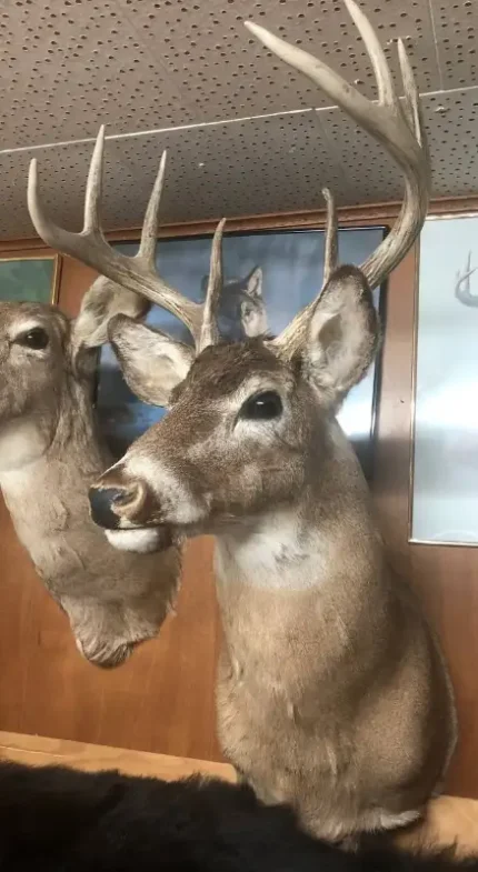 Deer shoulder mounts