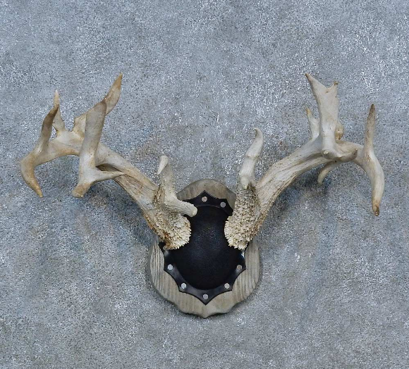 Whitetail Deer antler plaque taxidermy mount