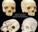 differences between real and replica human skulls