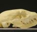 How to Identify a Mongoose Skull