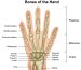 Bones of the Hand and Wrist