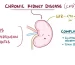 What is Kidney Disease?